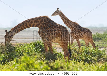 Two giraffes wallking in the grass in Amboseli Kenya