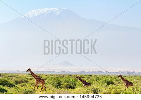 Giraffes in front of Kilimanjaro at the background shot at Amboseli national park Kenya. Horizontal shot