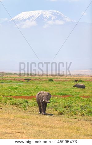 Elephant in front Kilimanjaro at the background shot at Amboseli national park Kenya