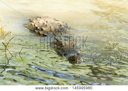 Crocodile swimming in Baringo Lake Kenya. Close up.