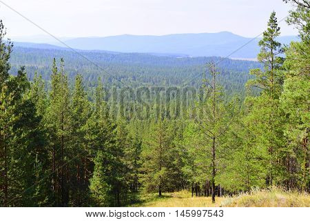Mixed forest on a background of mountainous terrain