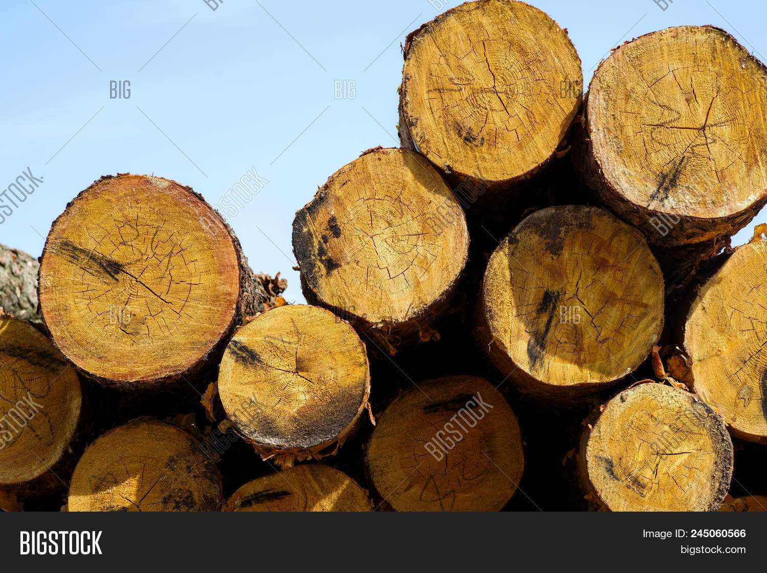 Sawn Timber Roundwood Image & Photo (Free Trial) | Bigstock