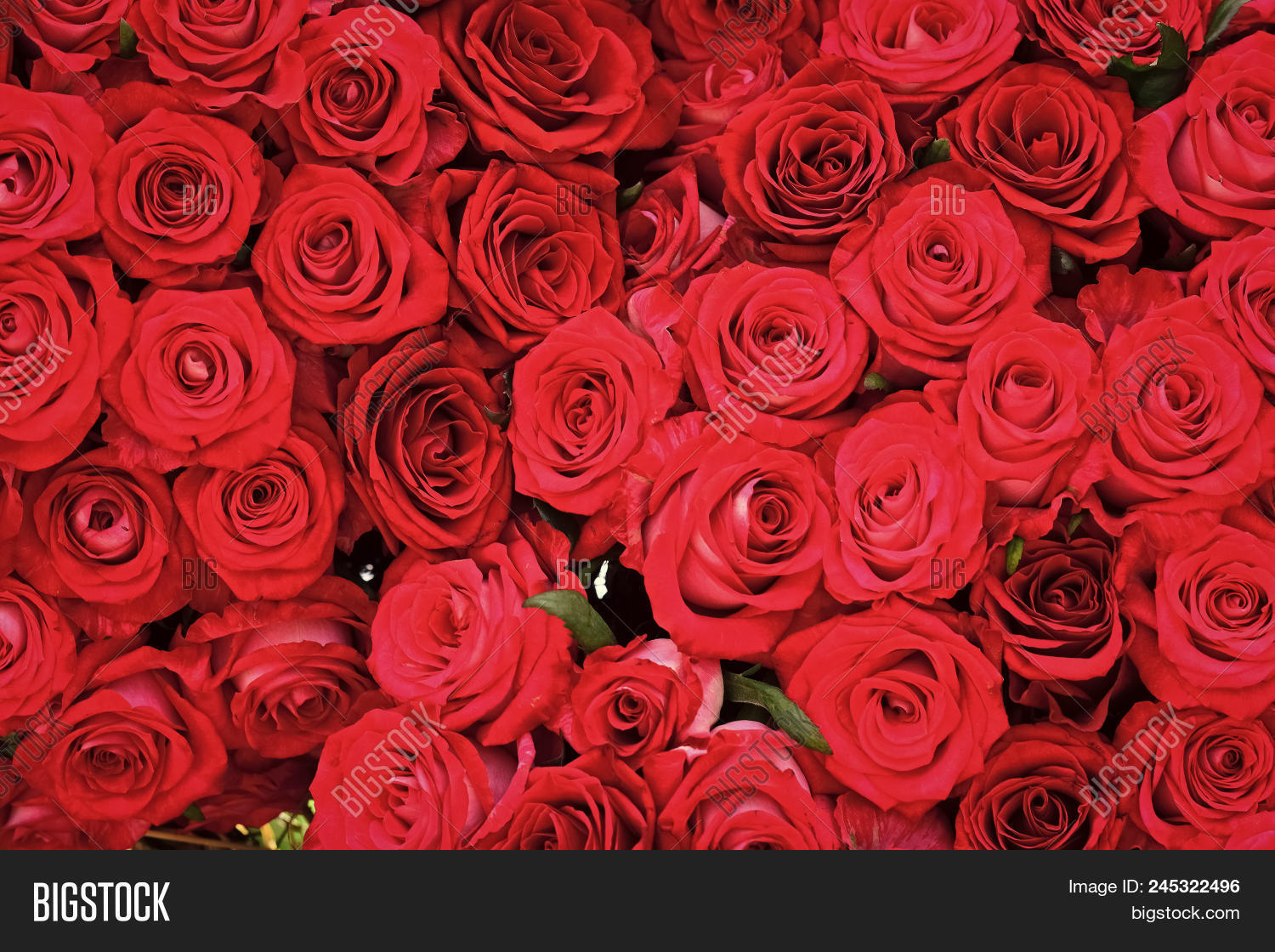 Bouquet Red Roses. Image & Photo (Free Trial) | Bigstock