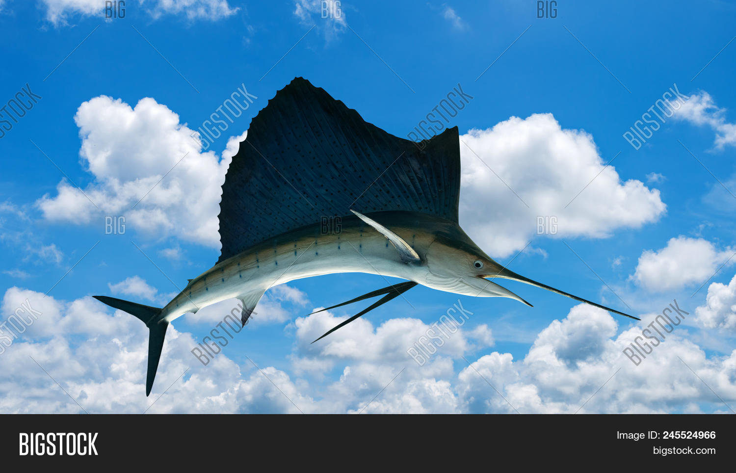 Marlin Swordfish, Image & Photo (Free Trial) Bigstock