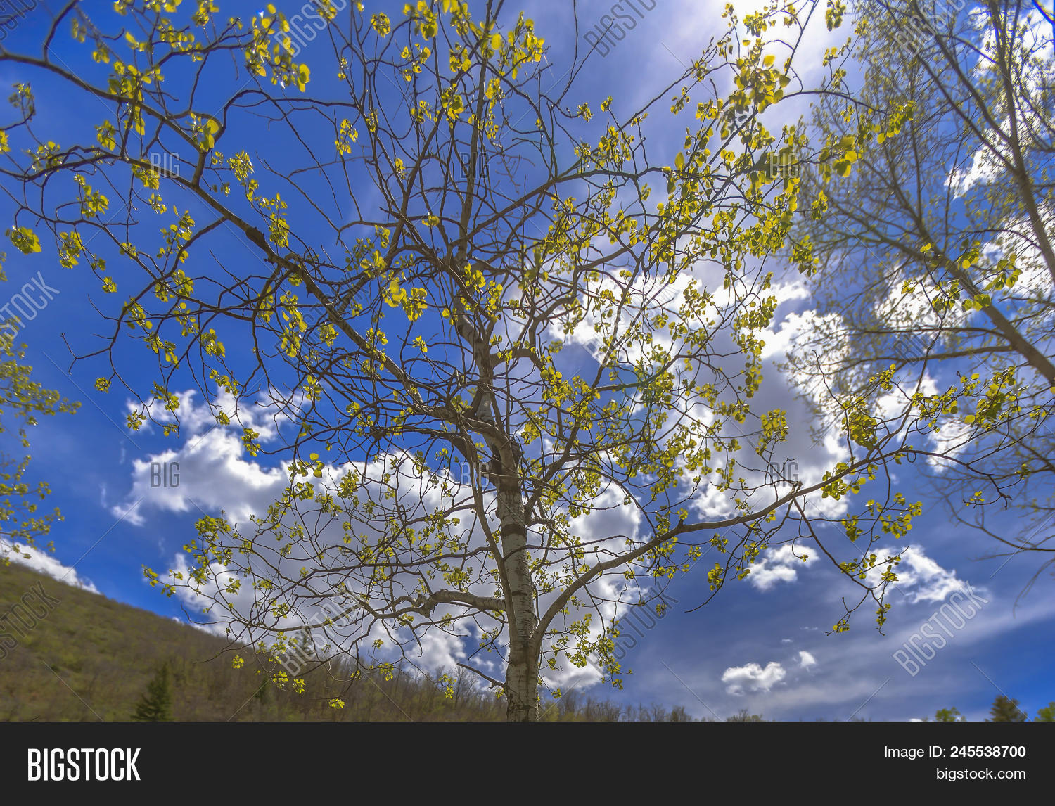 Utah State Tree Image & Photo (Free Trial) Bigstock