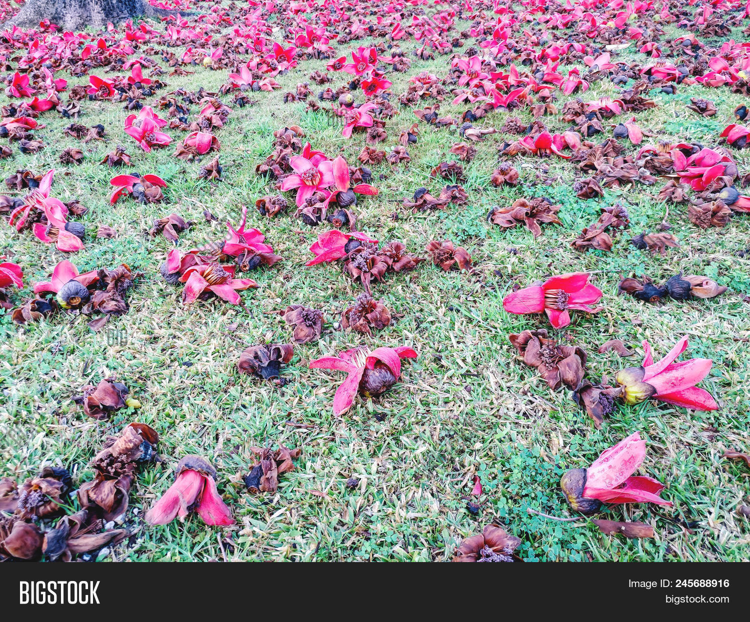 Wilting Flowers Red Image Photo Free Trial Bigstock