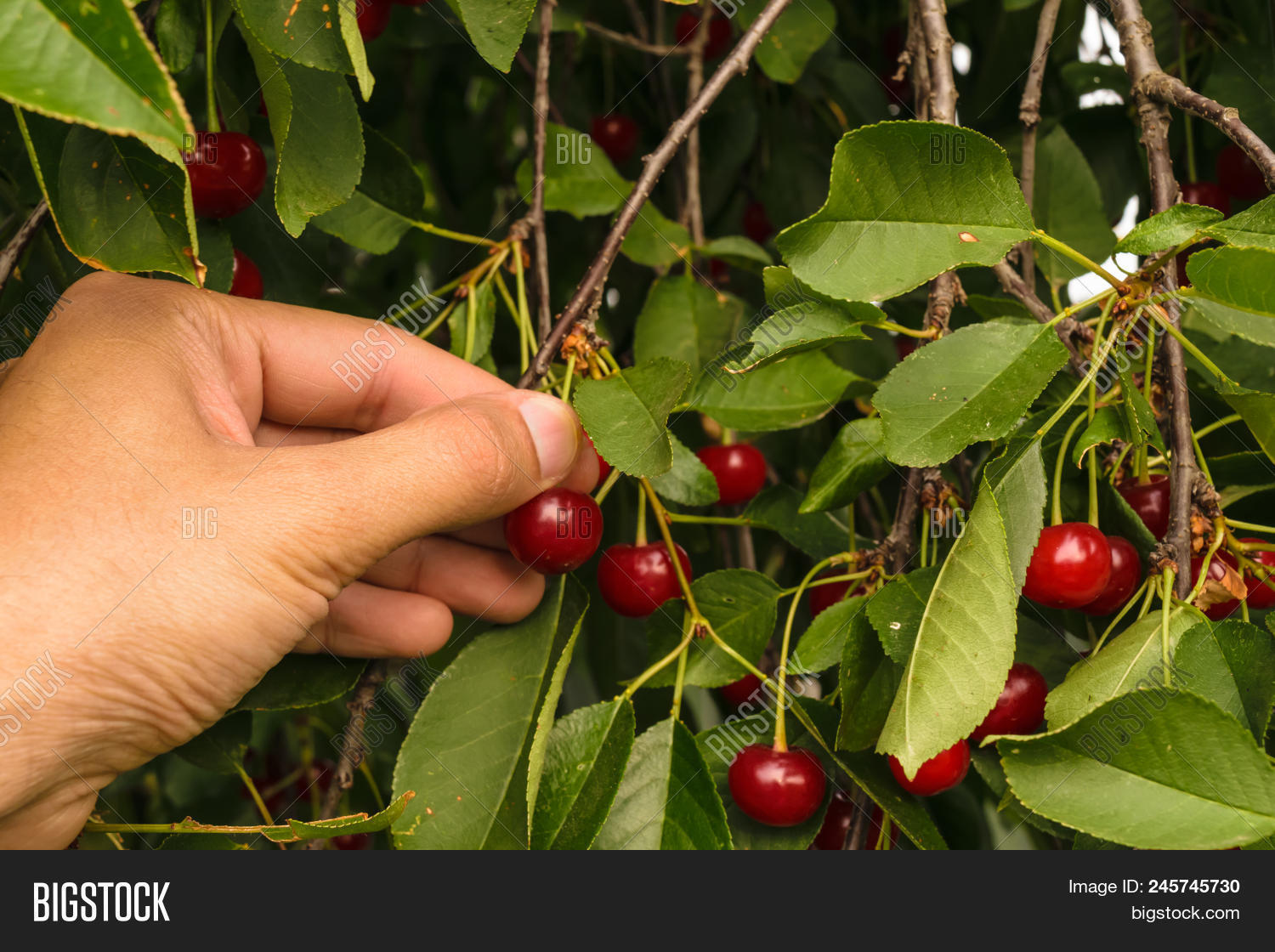Ветка вишни. Кислая вишня. Почему вишни кислые. Вишня эдосская. Почему вишни кислые.