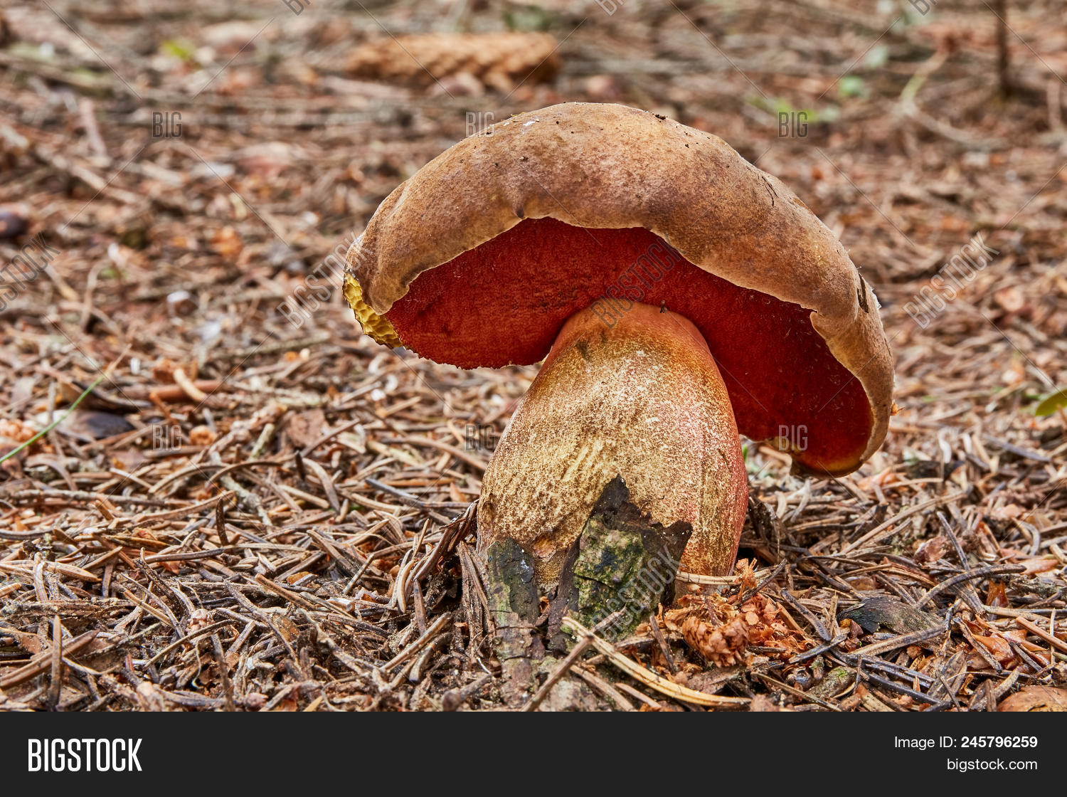 Поддубник гриб. Поддубник гриб. Дубовик крапчатый. Гриб поддубовик (дубовик). Гриб дубовик крапчатый.