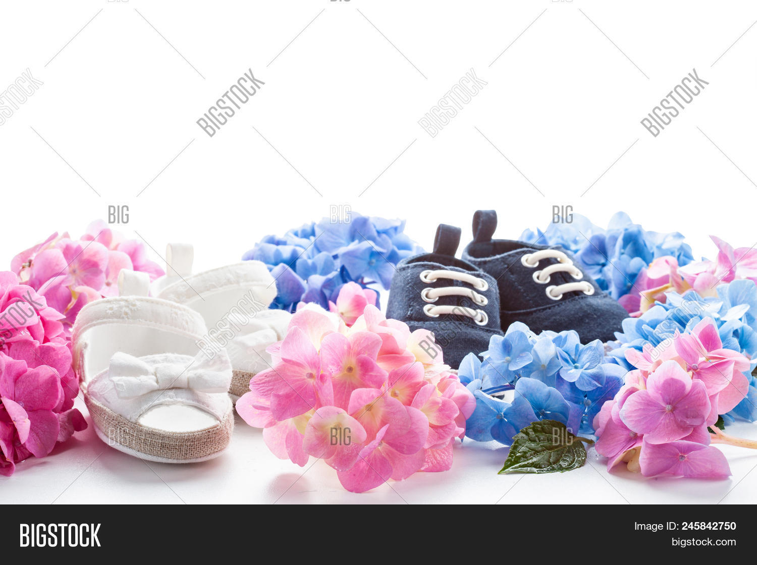 Cute Newborn Baby Boy Girl Shoes Image Photo Bigstock Cute Newborn Baby Boy And Girl Shoes With Hortensia Flowers Decoration Shower Twins