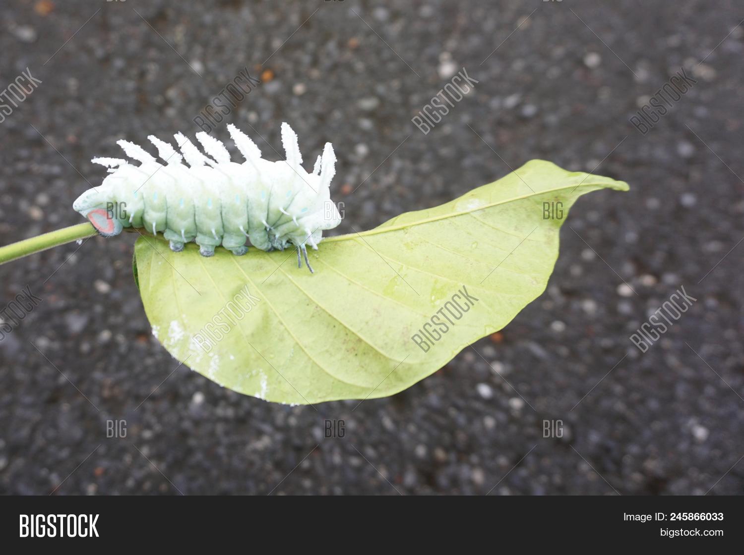 Worm Atlas Moth Santol Image Photo Free Trial Bigstock