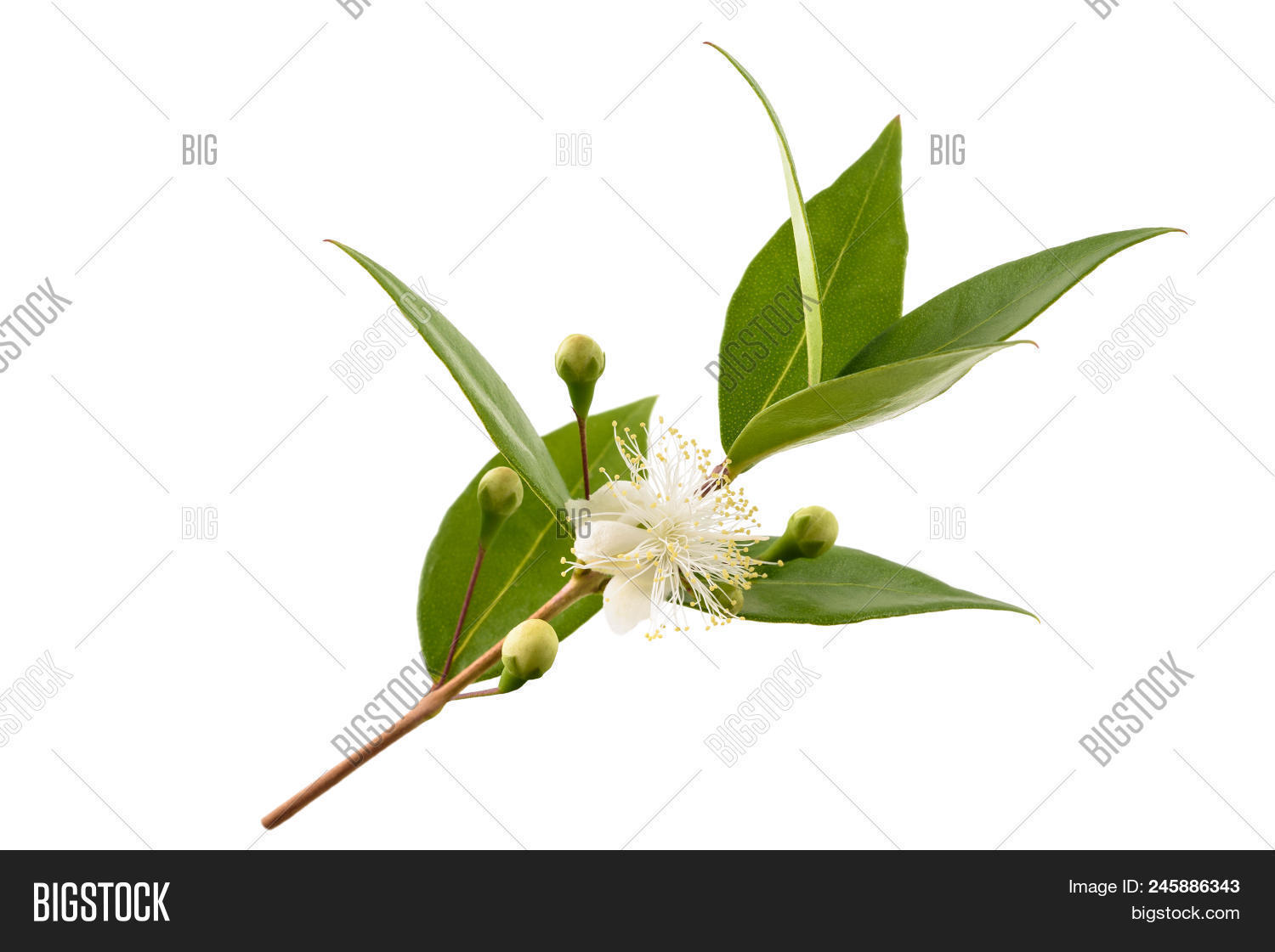 Common Myrtle Branch Image & Photo (Free Trial) | Bigstock