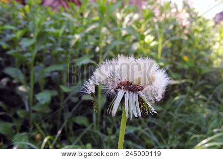 Dandelions Close - Up