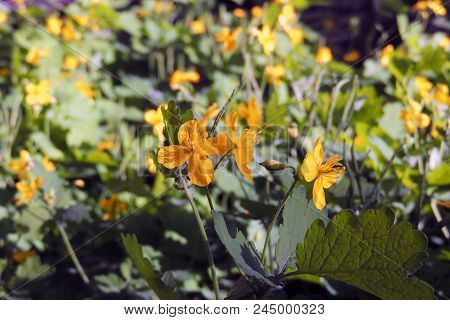 Celandine. Flowers Celandine