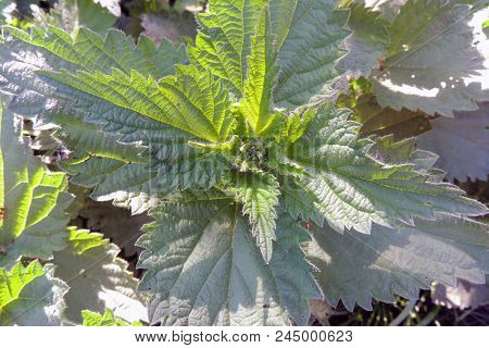 Young Nettle Close-up