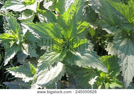 Young Nettle Close-up