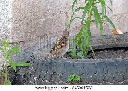 Male House Sparrow Or Passer Domesticus Is A Bird Of The Sparrow Family