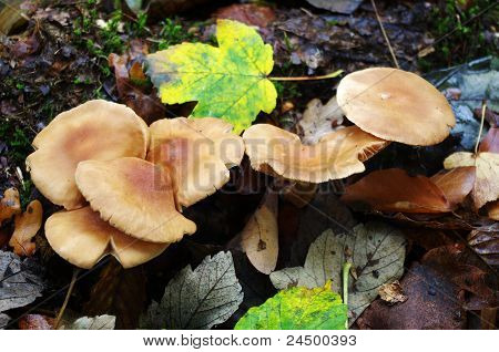 Funghi immangiabile