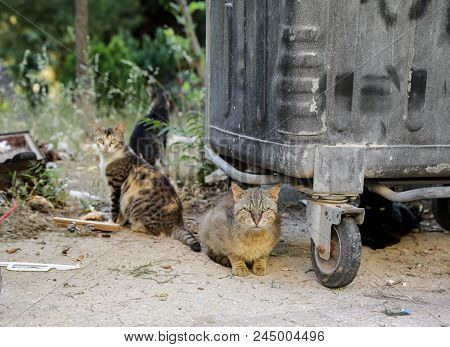 Homeless Cats Waitig For The Food Next To Trash Can. Athens, June 2018. Horizontal. Close-up.