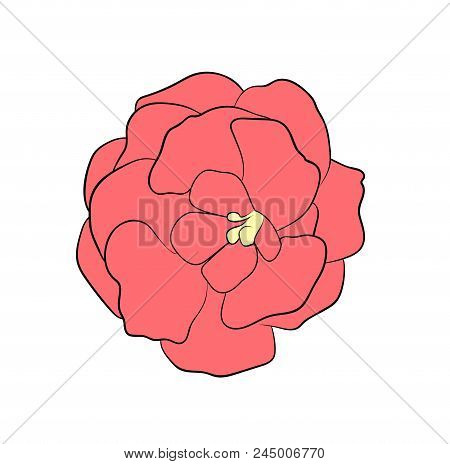 Vector Illustration, Isolated Pink Gloxinia Flower, Outline Hand Painted Drawing