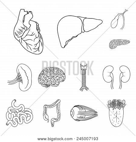 Human Organs Outline Icons In Set Collection For Design. Anatomy And Internal Organs Vector Symbol S
