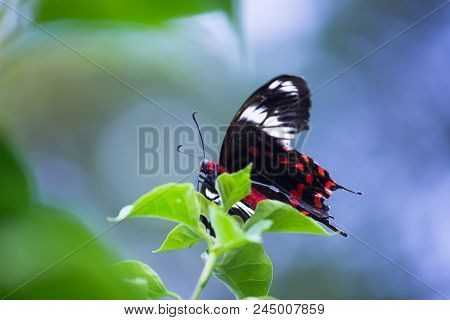 A Common Mormon Butterfly Sitting With Its Wings Wide Open On The Leaves With A Nice Soft Background