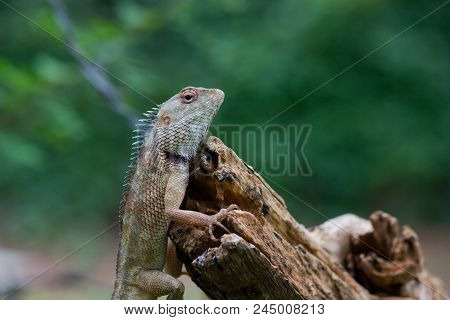 A Garden Lizard On The Tree Log On A Watch Out
