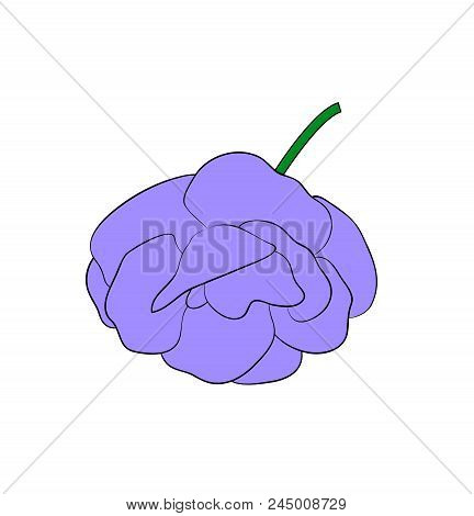 Vector Illustration, Isolated Purple Gloxinia Flower, Outline Hand Painted Drawing