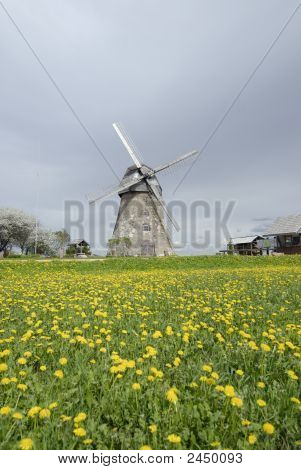 วินด์มิลล์ในฟิลด์ Dandelion