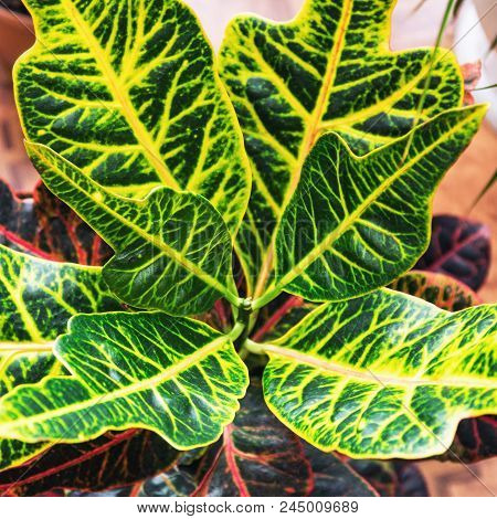 Beautiful Leaves Of Croton's Home Plant