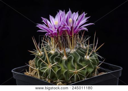 Cactus Echinofossulocactus Loydii With Flower Isolated On Black.