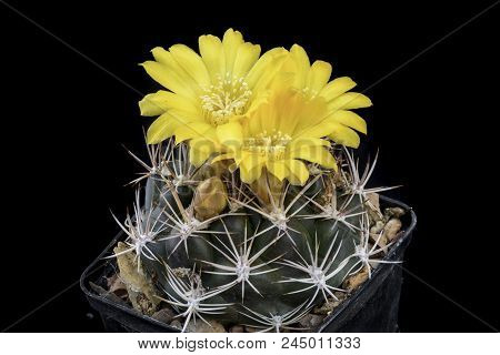 Cactus Weingartia Longigibba With Flower Isolated On Black