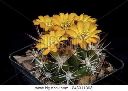 Cactus Weingartia With Flower Isolated On Black