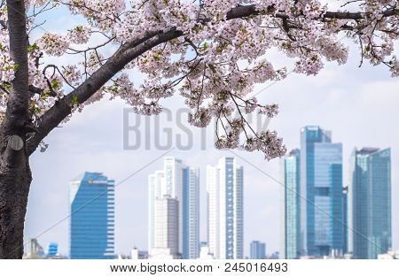 town street view of cherry blossoms blossming in spring at Seoul South Korea 