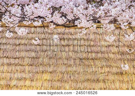 cherry blossoms blossming in spring at bamboo roof background in seoul south korea 