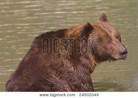 medvěd hnědý, spočívající ve vodě / Ursus arctos