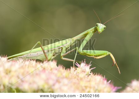 mantide verde sul fiore / Mantis religiosa