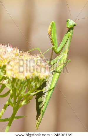 mantide verde sul fiore / Mantis religiosa
