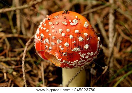 Amanita Muscaria - Detail Of Toadstool Red In The Needle