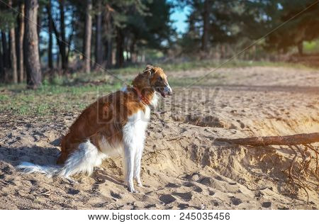 Russian Wolfhound Dog, Borzoi Near The Coast. One Of The Fastest Hunting Dogs In The World. Springti