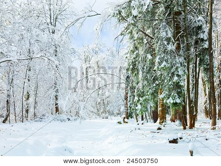 Snowbound Winter Earthroad