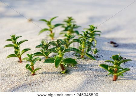 Sea Sandwort In The Sand On The Baltic Seashore