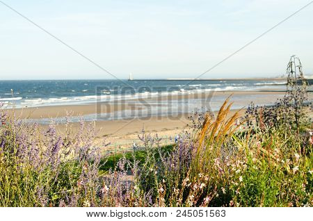 Landscape Flowers At Seaburn Sea Front, Sunderland