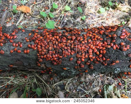 Firebugs (pyrrhocoris Apterus) Colony On The Log.