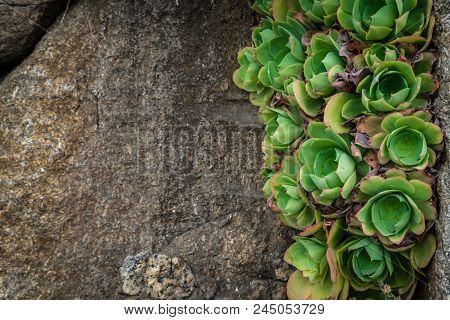 Closeup Of An Aeonium Succulent Plant Photographed In The Tropical Terraced Gardens On The St Michae