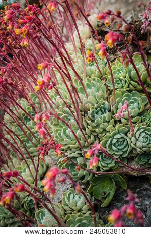 Closeup Of An Aeonium Succulent Plant Photographed In The Tropical Terraced Gardens On The St Michae