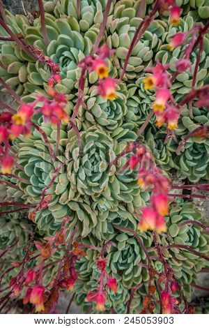 Closeup Of An Aeonium Succulent Plant Photographed In The Tropical Terraced Gardens On The St Michae