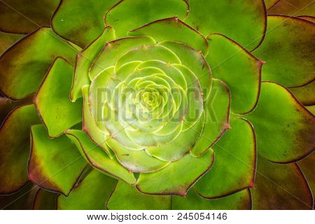 Closeup Of An Aeonium Succulent Plant Photographed In The Tropical Terraced Gardens On The St Michae