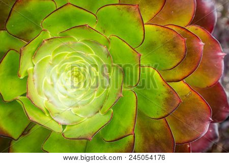 Closeup Of An Aeonium Succulent Plant Photographed In The Tropical Terraced Gardens On The St Michae