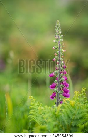 Foxglove Flower Growing On A Meadow On The Cornish Coastal Path, Cornwall, England, Uk