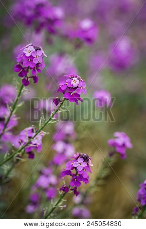 The Pink Phlox Flowers Growing On A Meadow In Cornwall, Uk